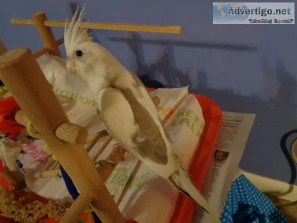 Hand fed baby cockatiel 8 weeks old