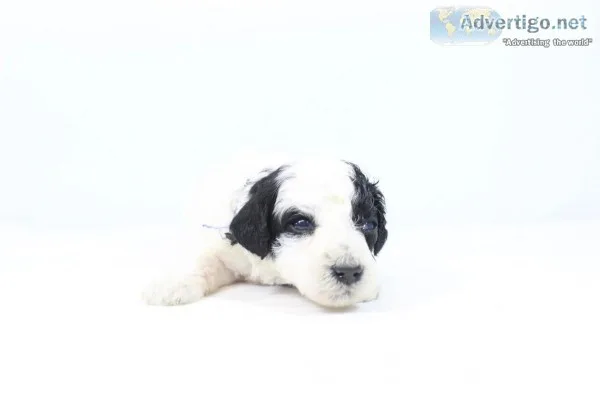 Higgins AKC Mini Poodle