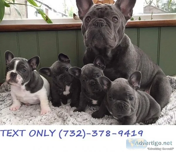 Pierre Blue French Bulldog Pups
