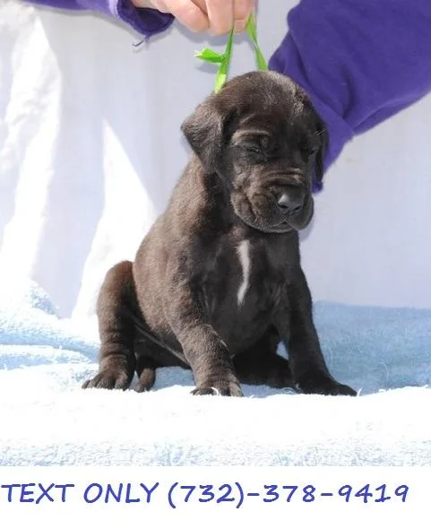 Great Dane Puppies Available Today