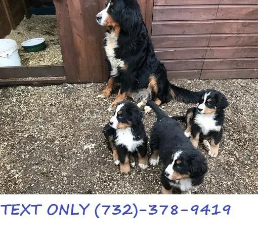 Beautiful standard colored AKC registered Bernese Mountain Dog p