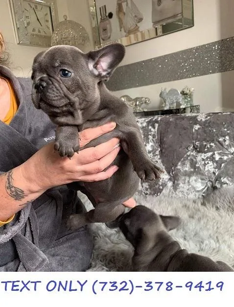 Available French Bulldog Puppies..