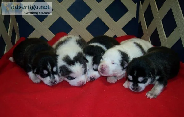 Pomsky pups