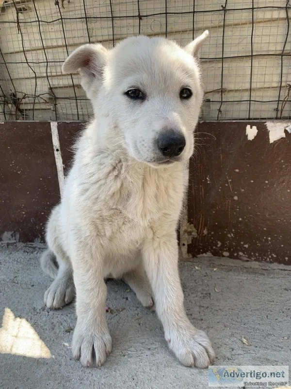 Husky and German Shepard Mix Puppies