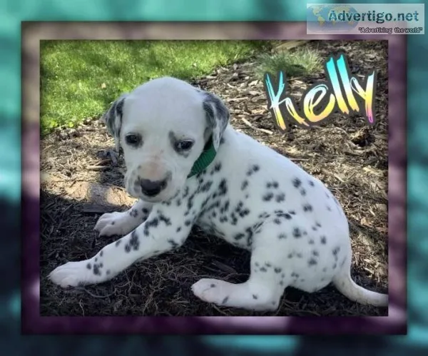 Rose Female AKC Dalmatian