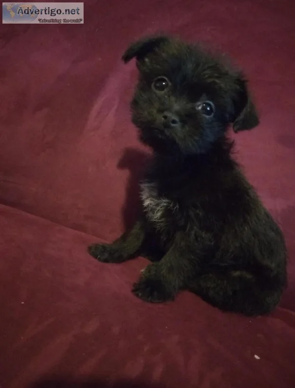 Chorkie