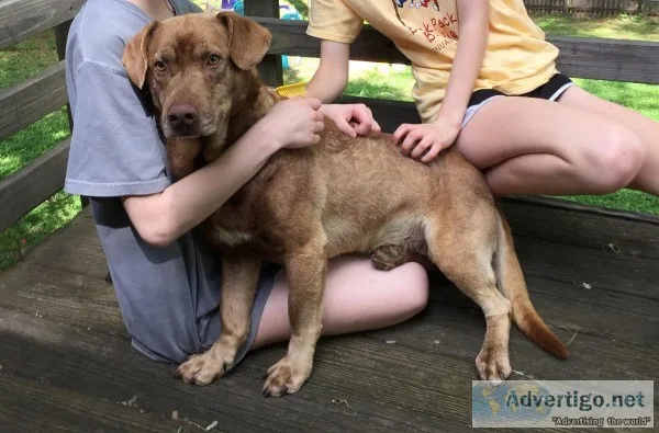 Sweet lab looking for a new home