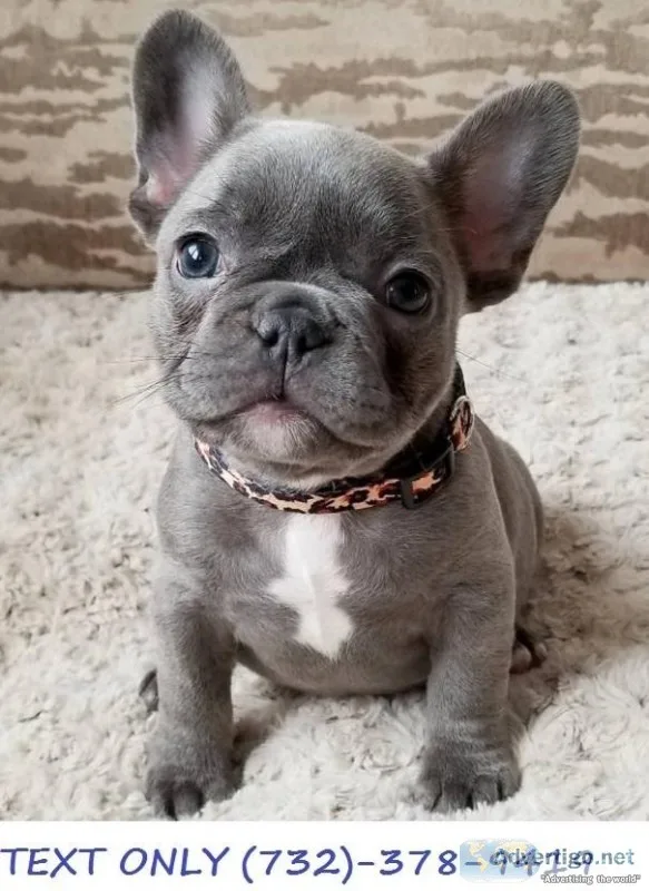 Blue male frenchbulldog puppies Akc