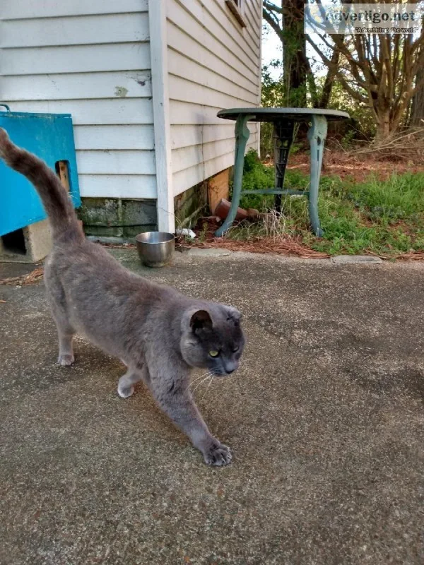 free cat