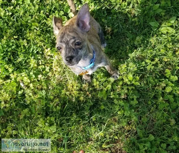 Chihuahua puppy