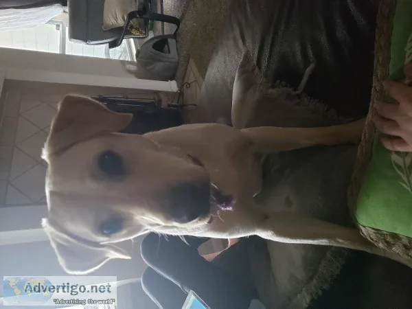 FEMALE YELLOW LAB 1 YR