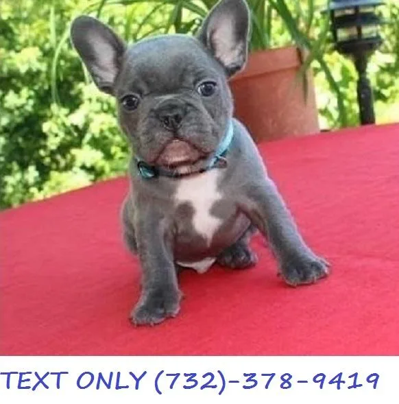 French Bulldog Puppies For Sale (blue)