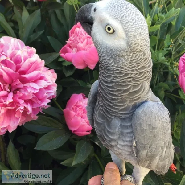 Female african grey parrot for sale