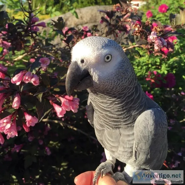Female african grey parrot for sale