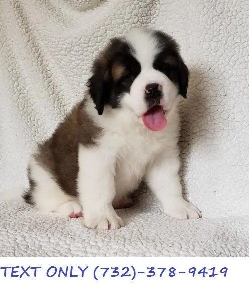 Pleasure Saint Bernard Puppies