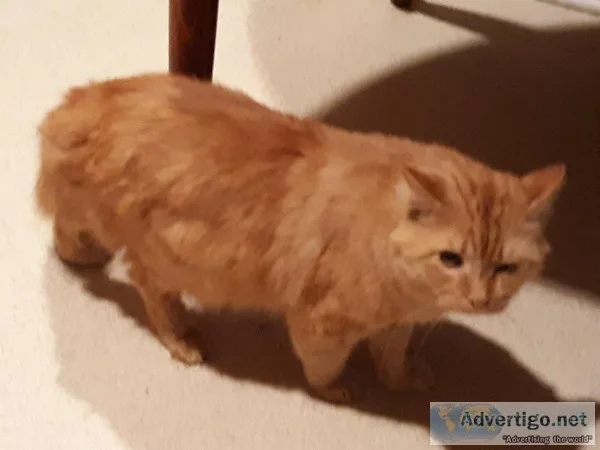 free cat
