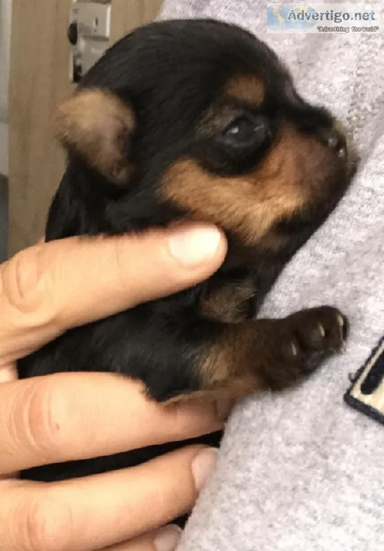 Yorkshire Terrier