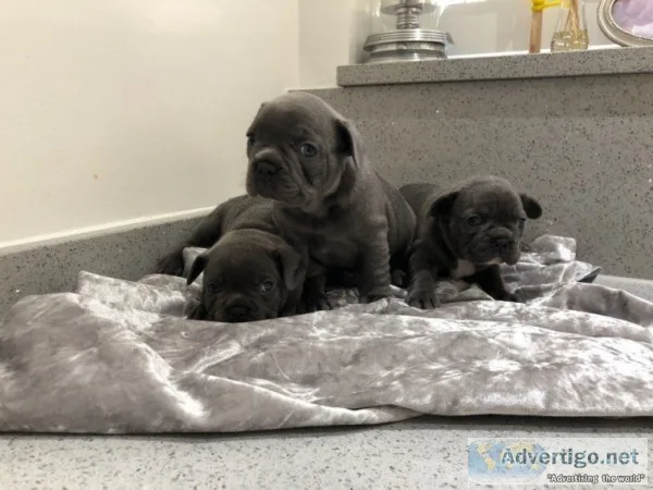 Solid blue french bulldog puppies