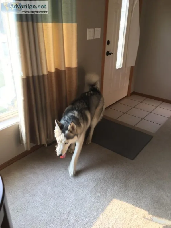Purebred Male Husky