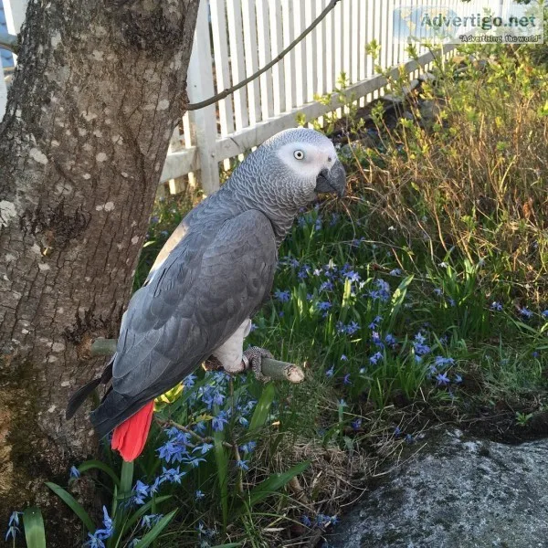 Female african grey parrot for sale