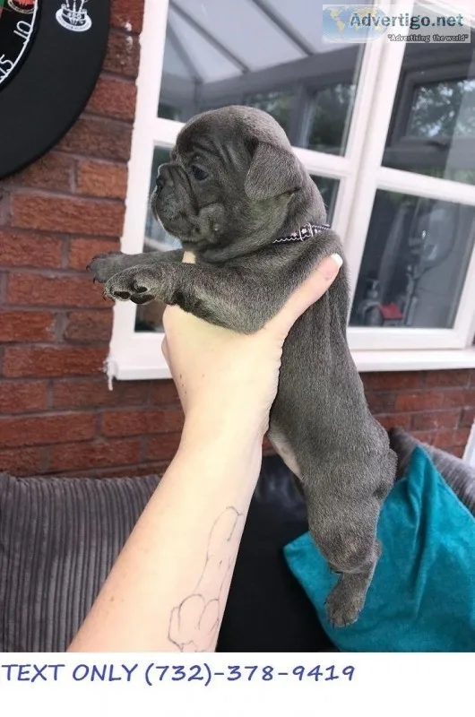 3 Beautiful French Bulldog Puppies For Sale. 2 Males  1 Female