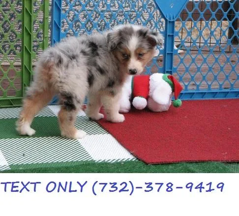 Organized Australian Shepherd Puppies.