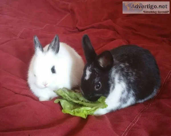 Baby Dwarf Bunnies