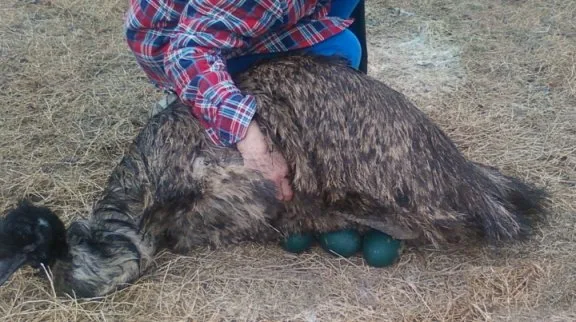 Ostrich , emu chicks and fertile eggs for sale