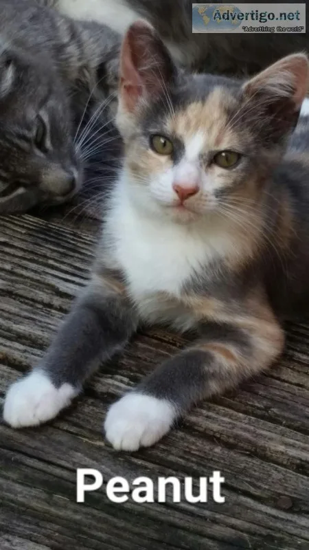 FREE Kittens to Loving Homes