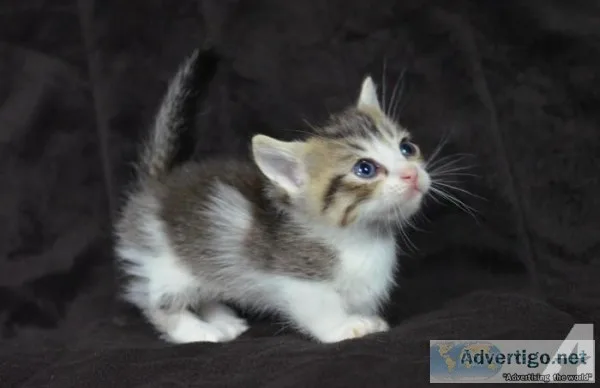 Cara the chameleon munchkin calico rainythorn