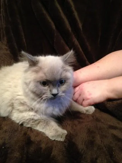 Claws the crab ragamuffin sadie darkgrass