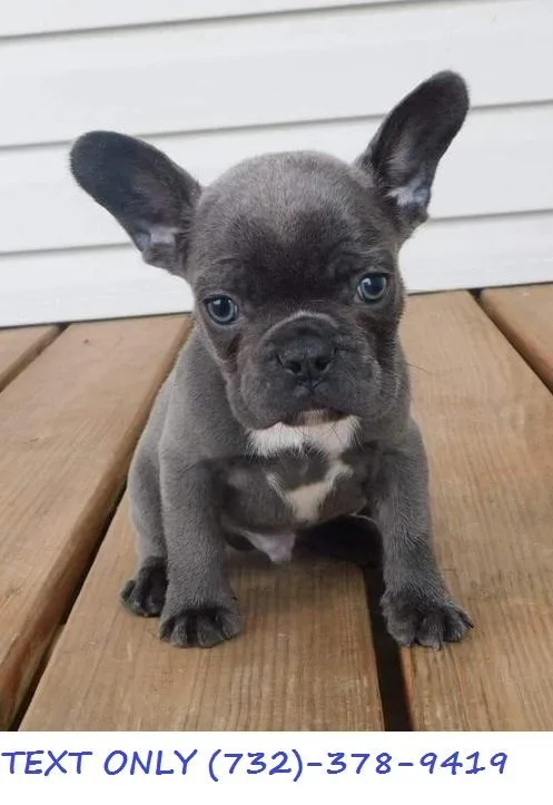 Incredible French Bulldog Puppies ( AKC Registered )