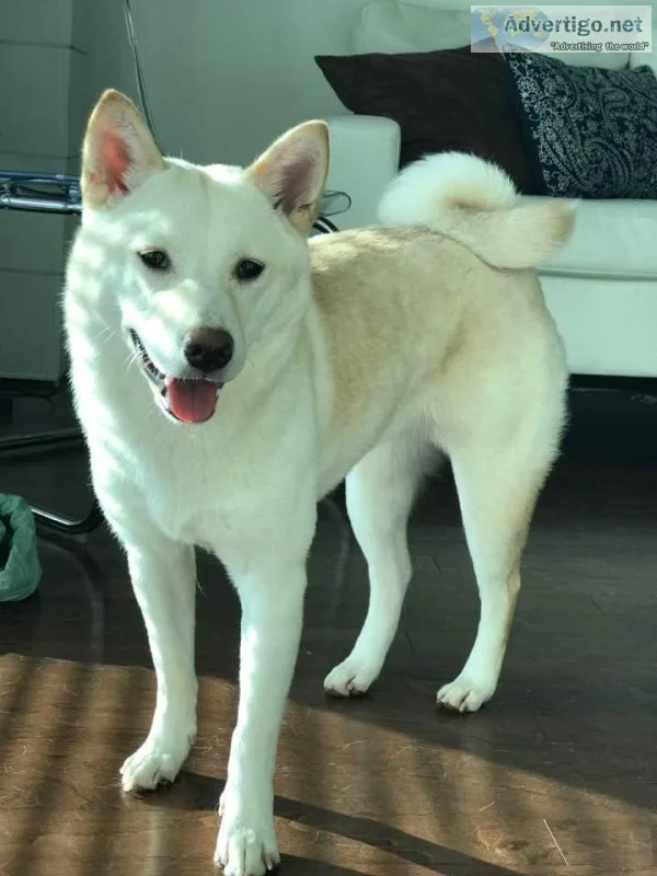 Free Shiba Inu