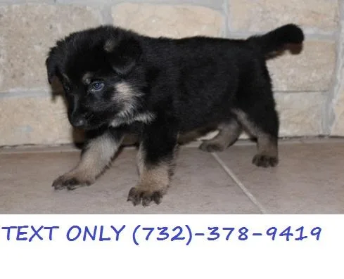 FireProof Shepherds we have wonderful little girlmale