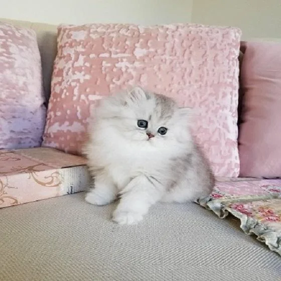 Flufkins the ferret persian turquoise cocoatwirls