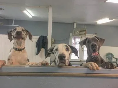 Dog Grooming Boston - MA