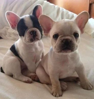 Adorable french bulldogs ready for sale