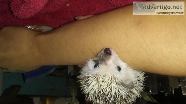 Hedgehog - split face