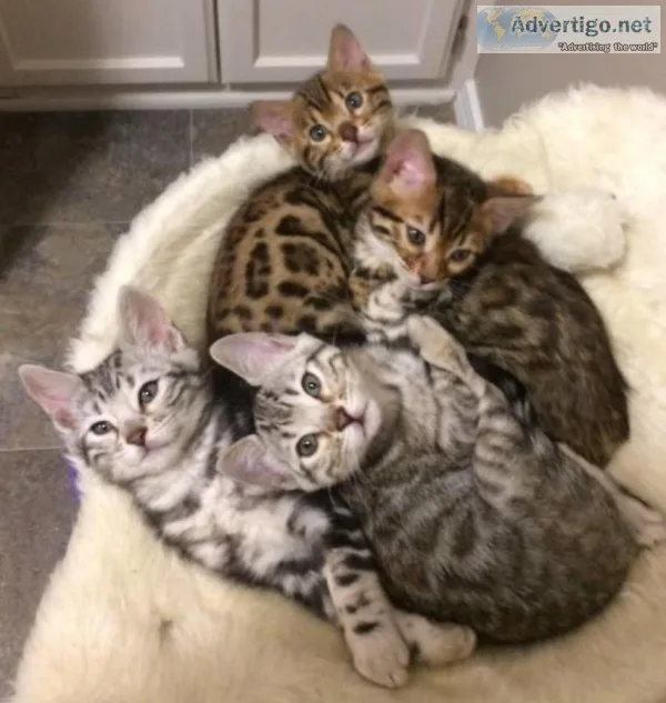 Lucky the leopard bengal lark beechmint