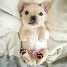 Super Baby French Bulldog Puppies For Adoption