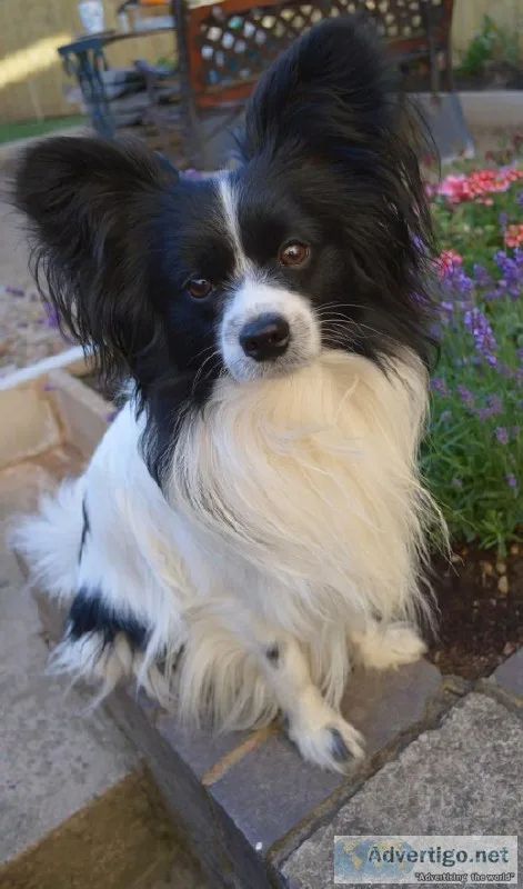 purebred Papillon dog
