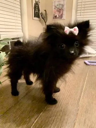 Black Female Pom Pup