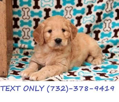 F1 Standard Teddy Bear Goldendoodle Puppies