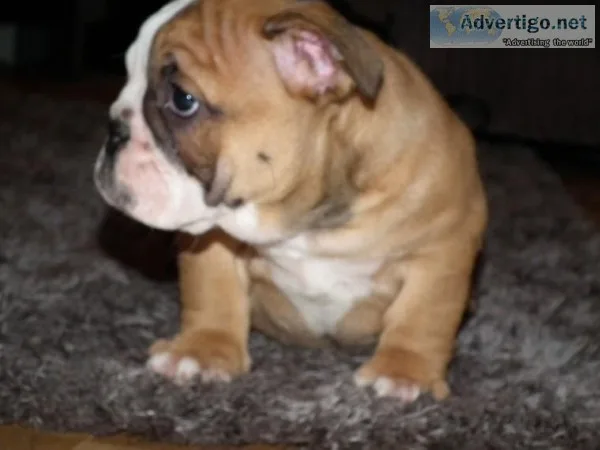healthy English Bulldog pup