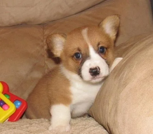 Very beautiful male and female corgi pups