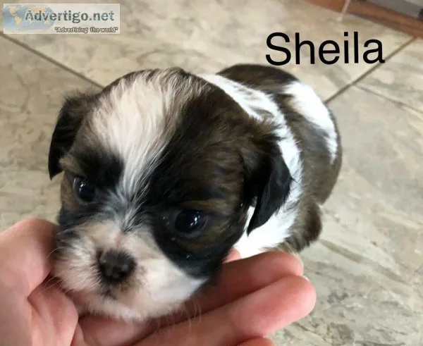 2 Beautiful Shih-tzu X Pups Available