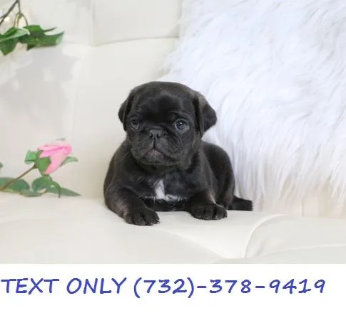 Perfect Pug Puppies are Full Bred Pug