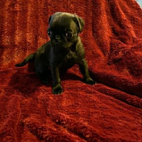 Black female pug puppy
