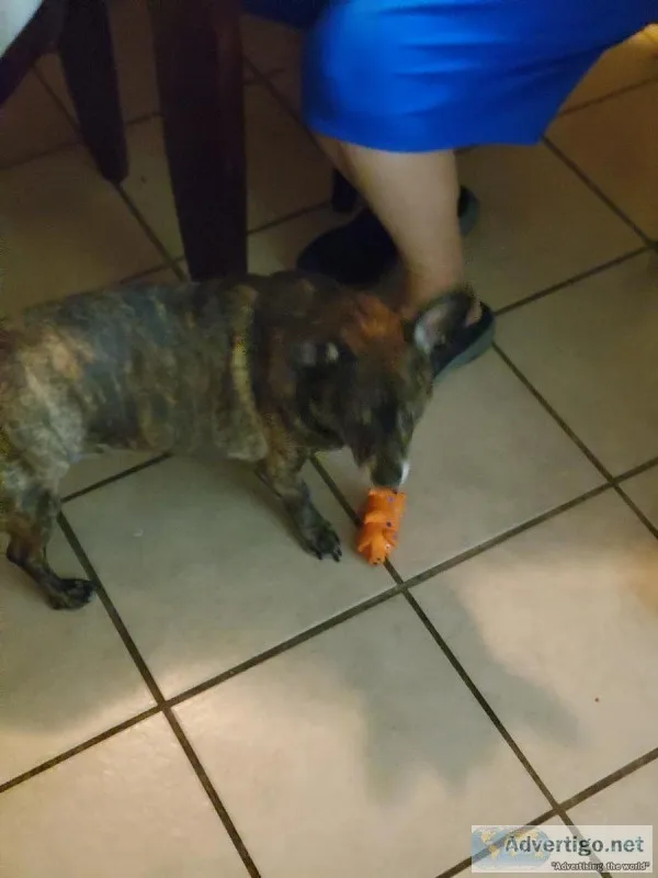 Male Corgi Mix 5yr Old