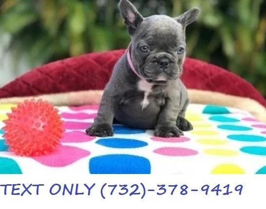 Fabulous Blue French bulldog puppies